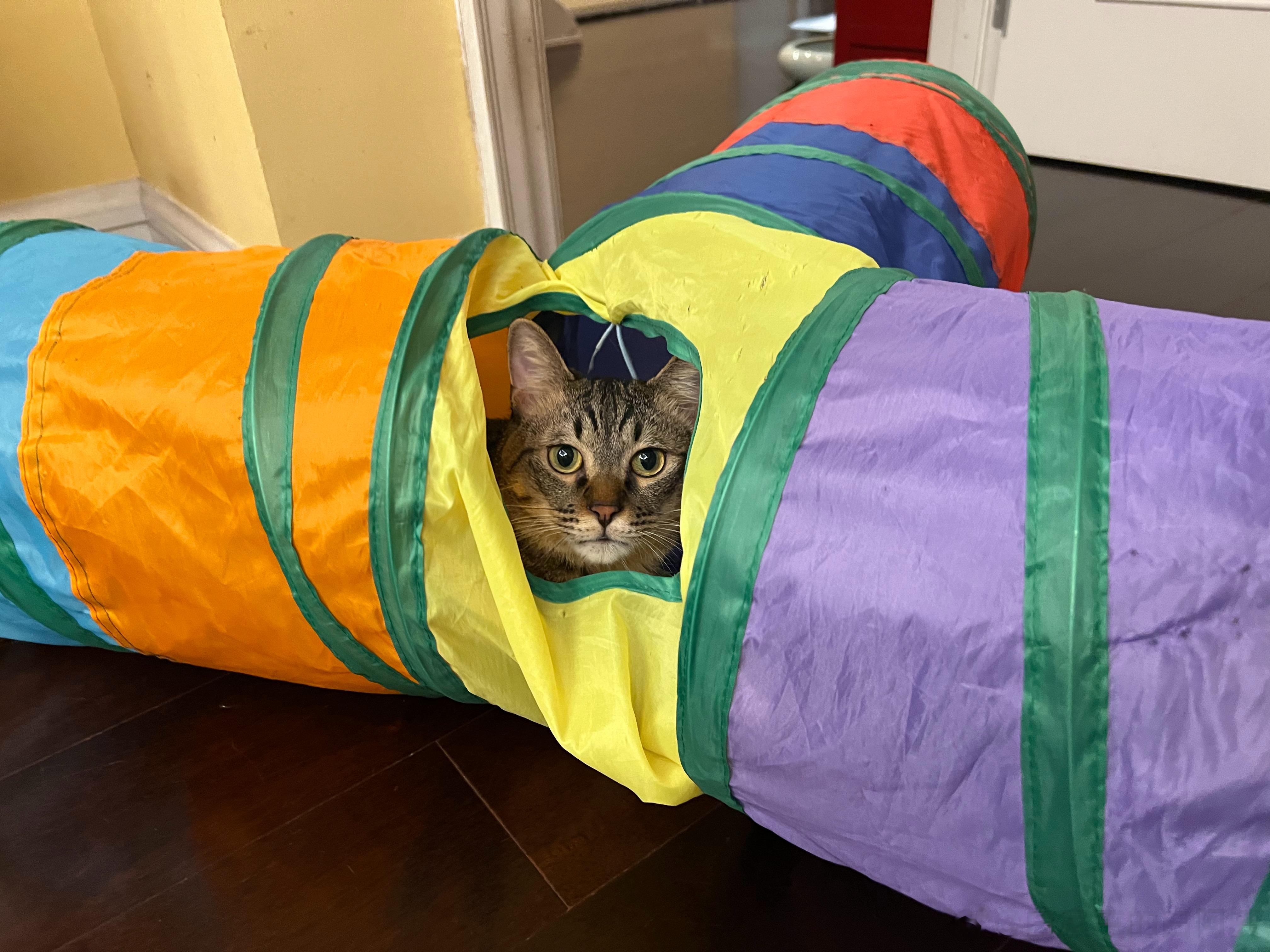 葵说他喜欢这个堡垒，不管其他小猫从哪个角度来他都能一击命中！ ​​​