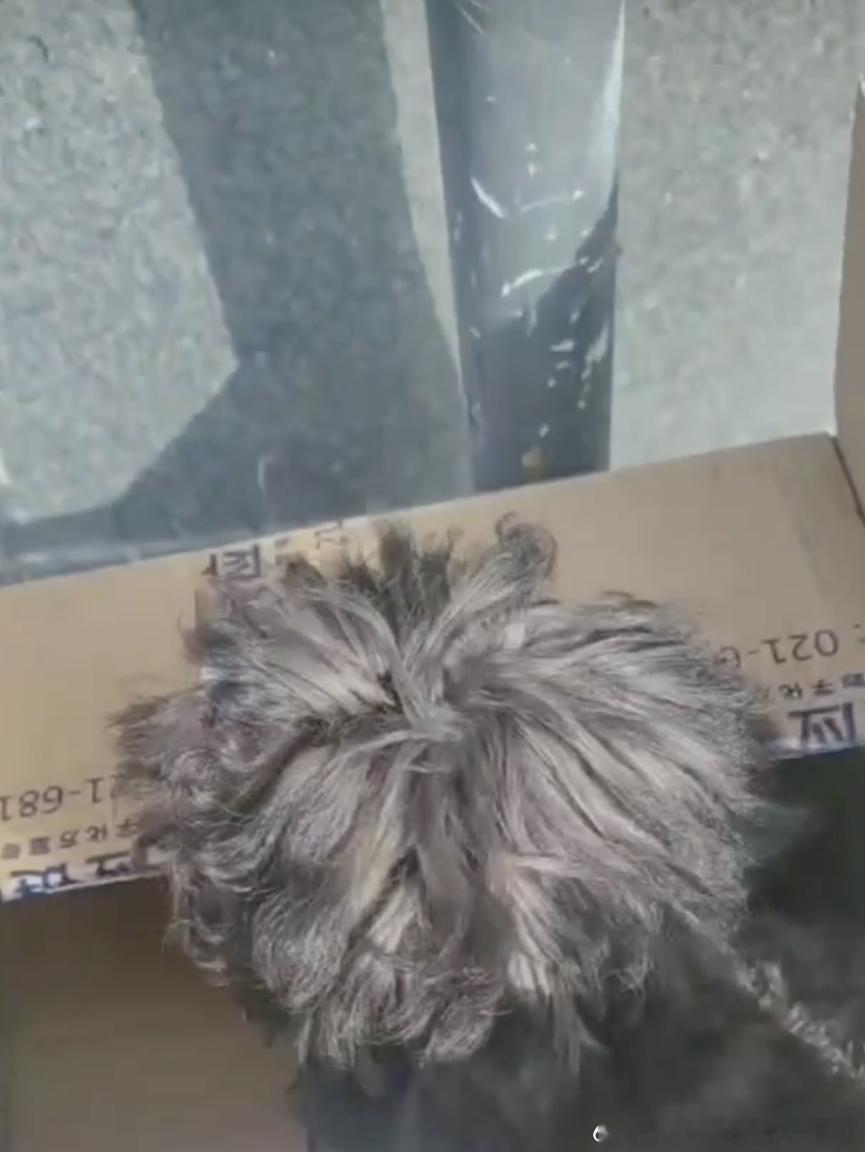 它被装在一个旧纸箱里，放在基地门口。因为先天性心脏病，它成了那个“被放弃的孩子”