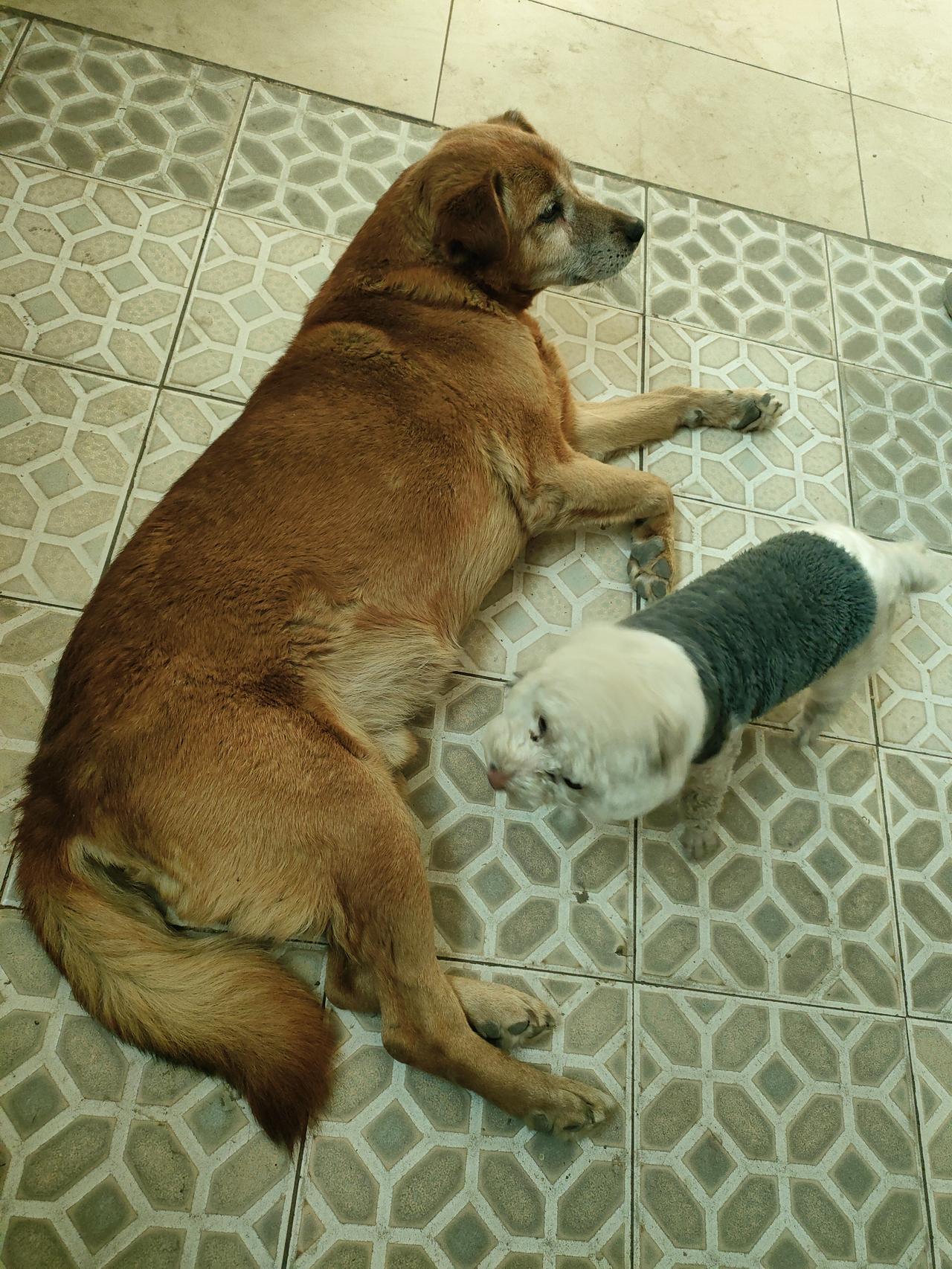 阳光在瓷砖上织网，大狗把慵懒摊成画布，小狗就着暖绒绒的底色，涂鸦关于陪伴的童话。