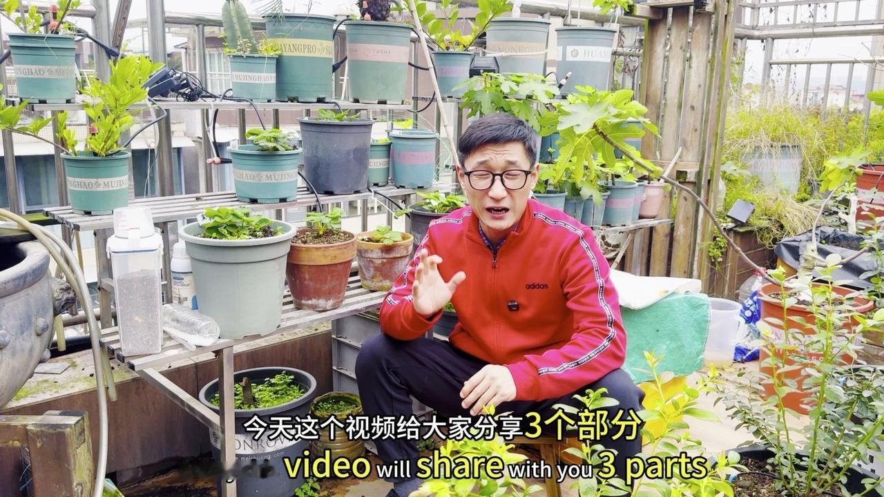 🍓盆栽草莓想让果子又大又多？掌握这3个关键，轻松收获满盆甜果！

首先是浇水，