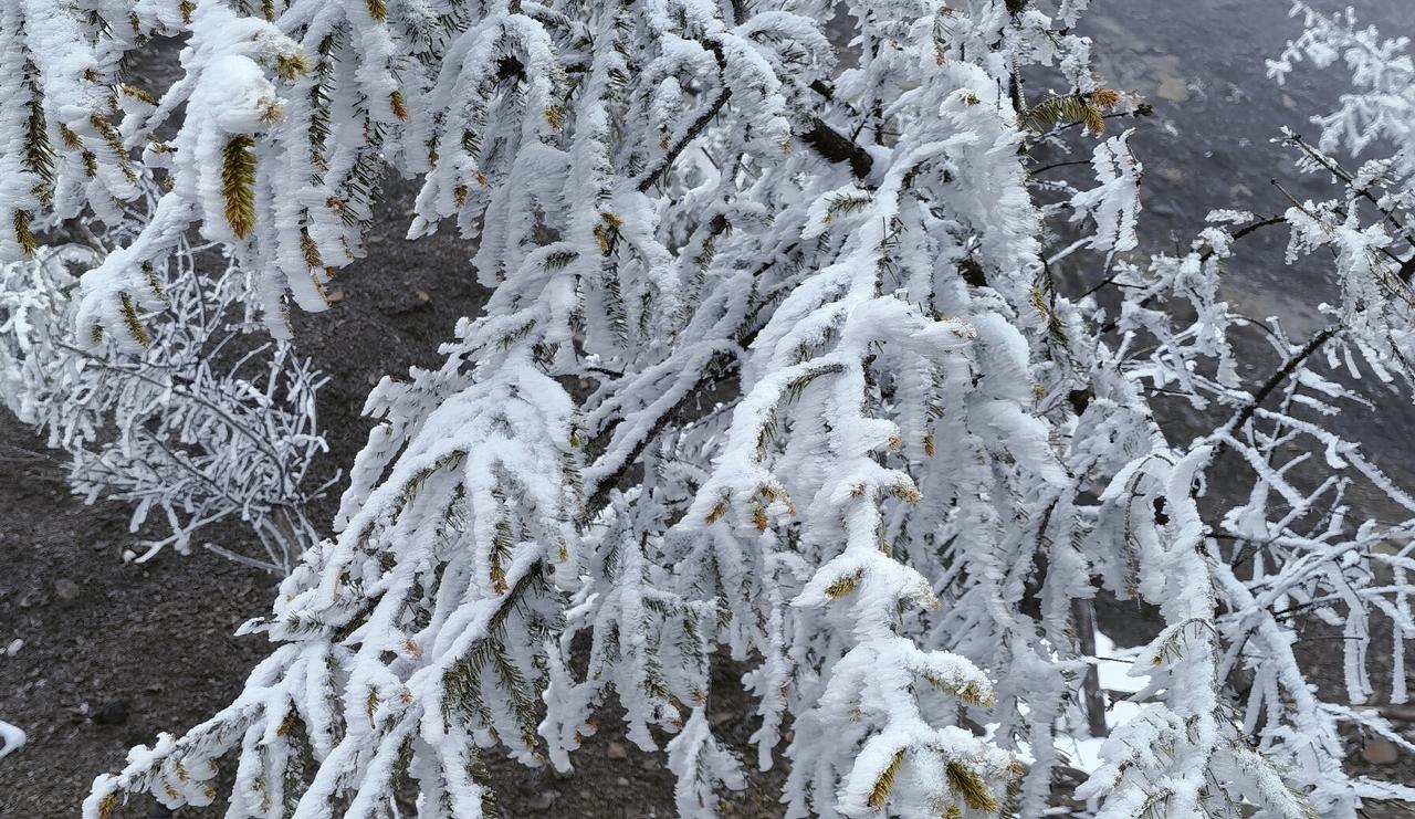 分享一张自然风景的照片，白雪却嫌春色晚，故穿庭树作飞花。
