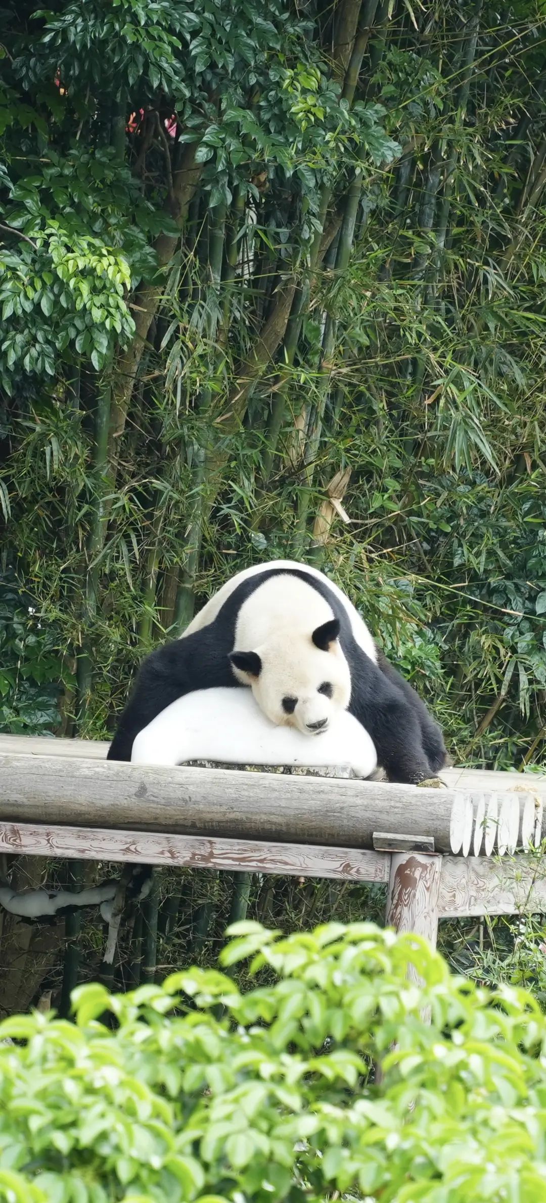 午餐，来一份友友熊猫寿司。