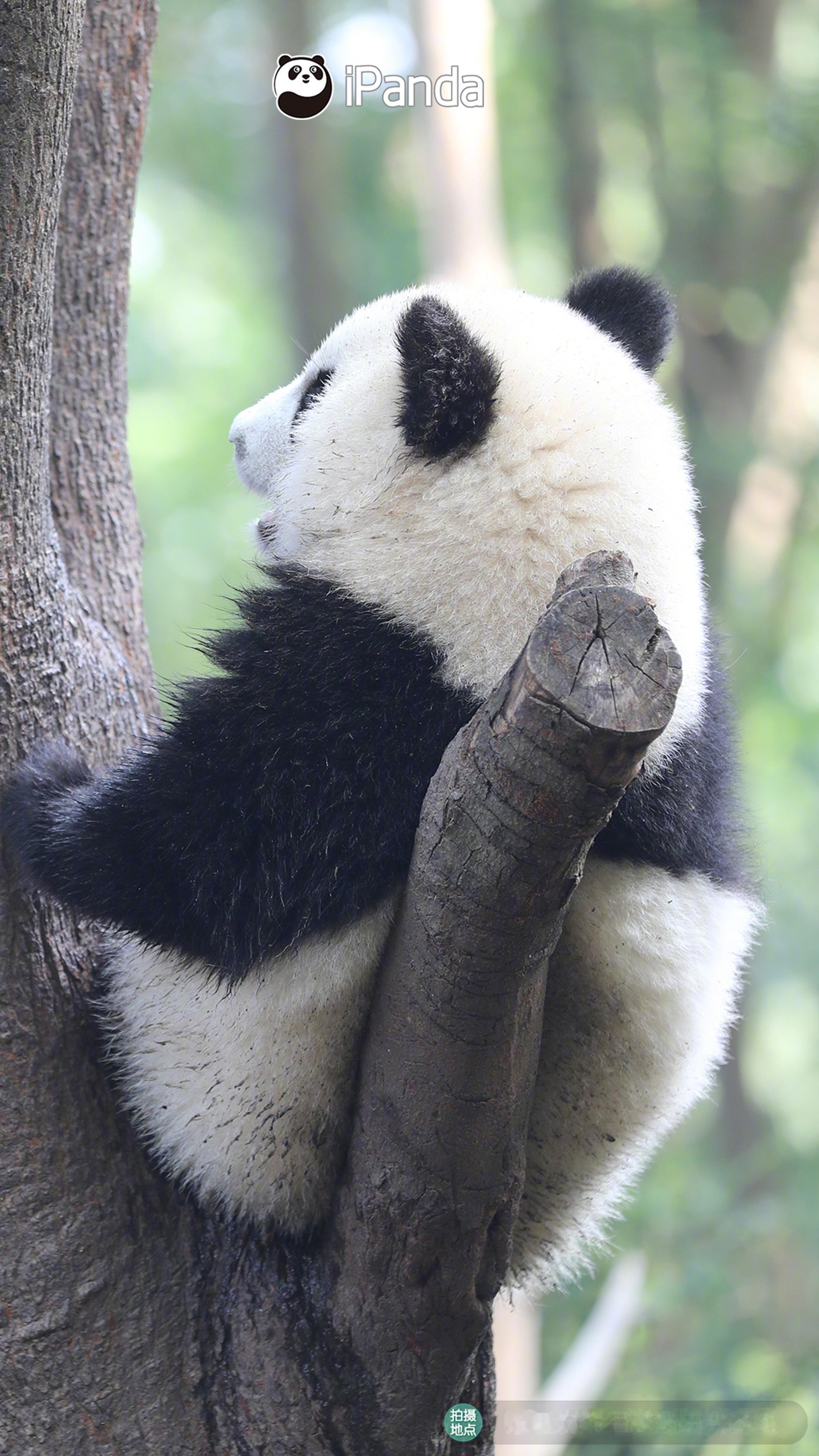⁎˃ᴗ˂⁎是谁连背影都充满福气？原来是#大熊猫福多多[超话]# 呀[我想开了][