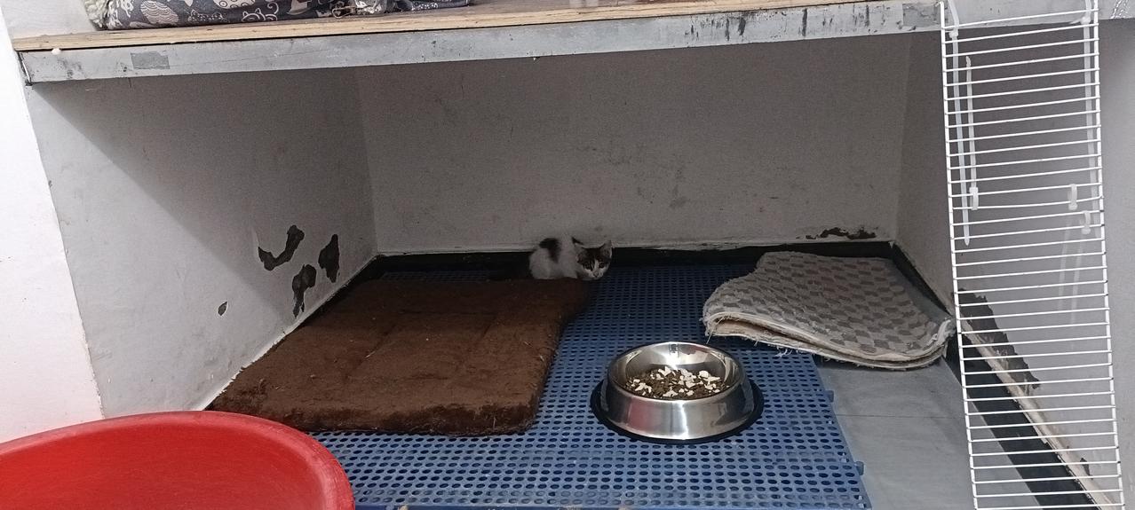 过两天要大幅度降温，8月19号捡回来的小奶猫已经不适合在露台猫屋生活了。我今天上