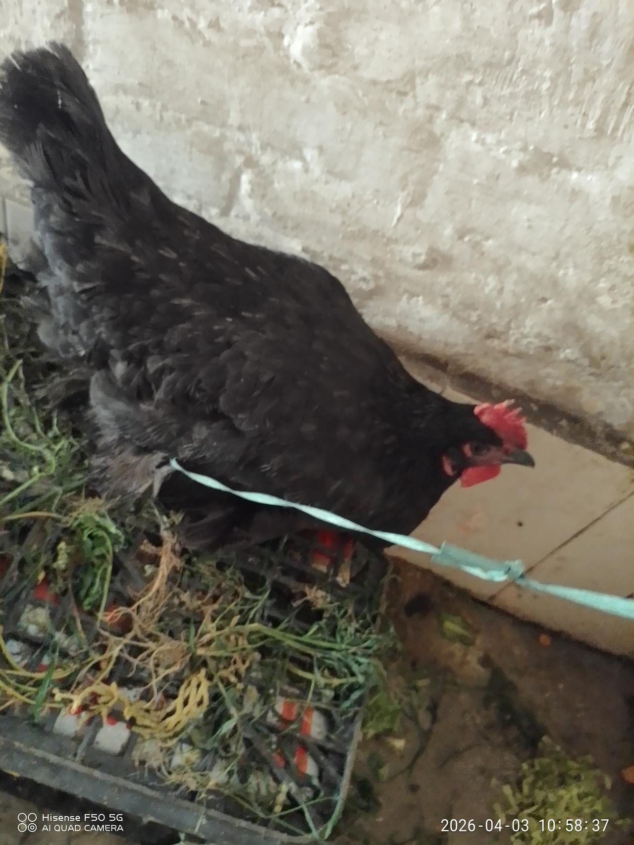 朋友前几天又去买了两只老母鸡，前两天吃了一只，鸡杀了之后，里面蛋都很大了，估计很