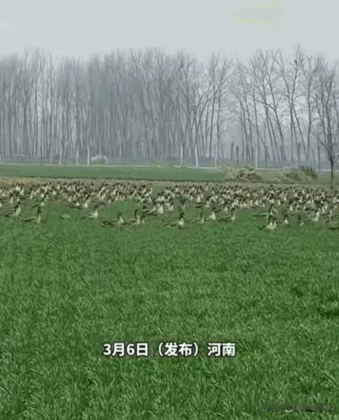 河南一农民去麦地里看庄稼长势，结果发现麦地里满满的一地天鹅蛋，捡都捡不完，网友都