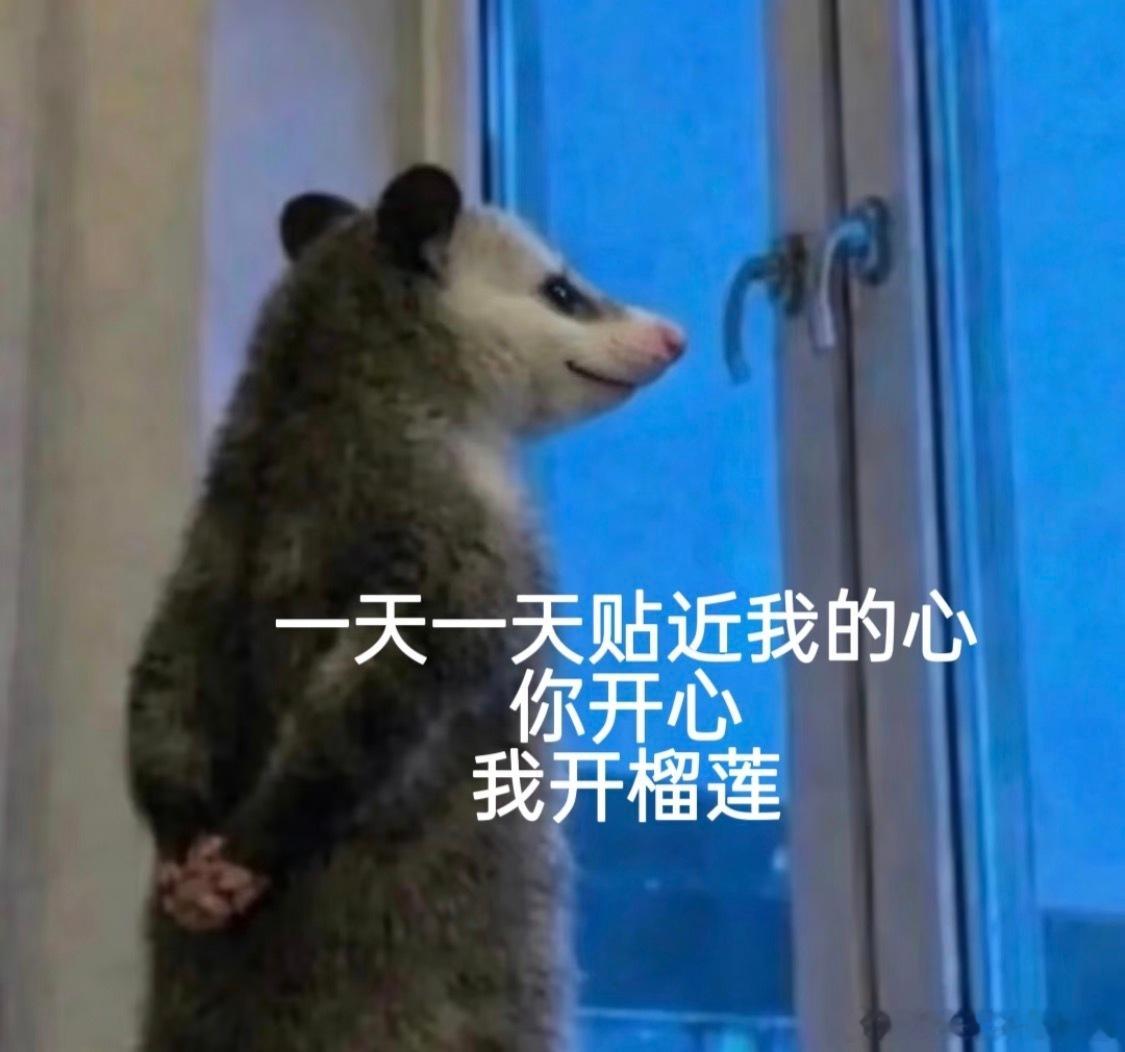 吃完的榴莲别急着扔用榴莲核煮饭会有奇妙口感？那这不就是又给我买榴莲吃的理由了吗h