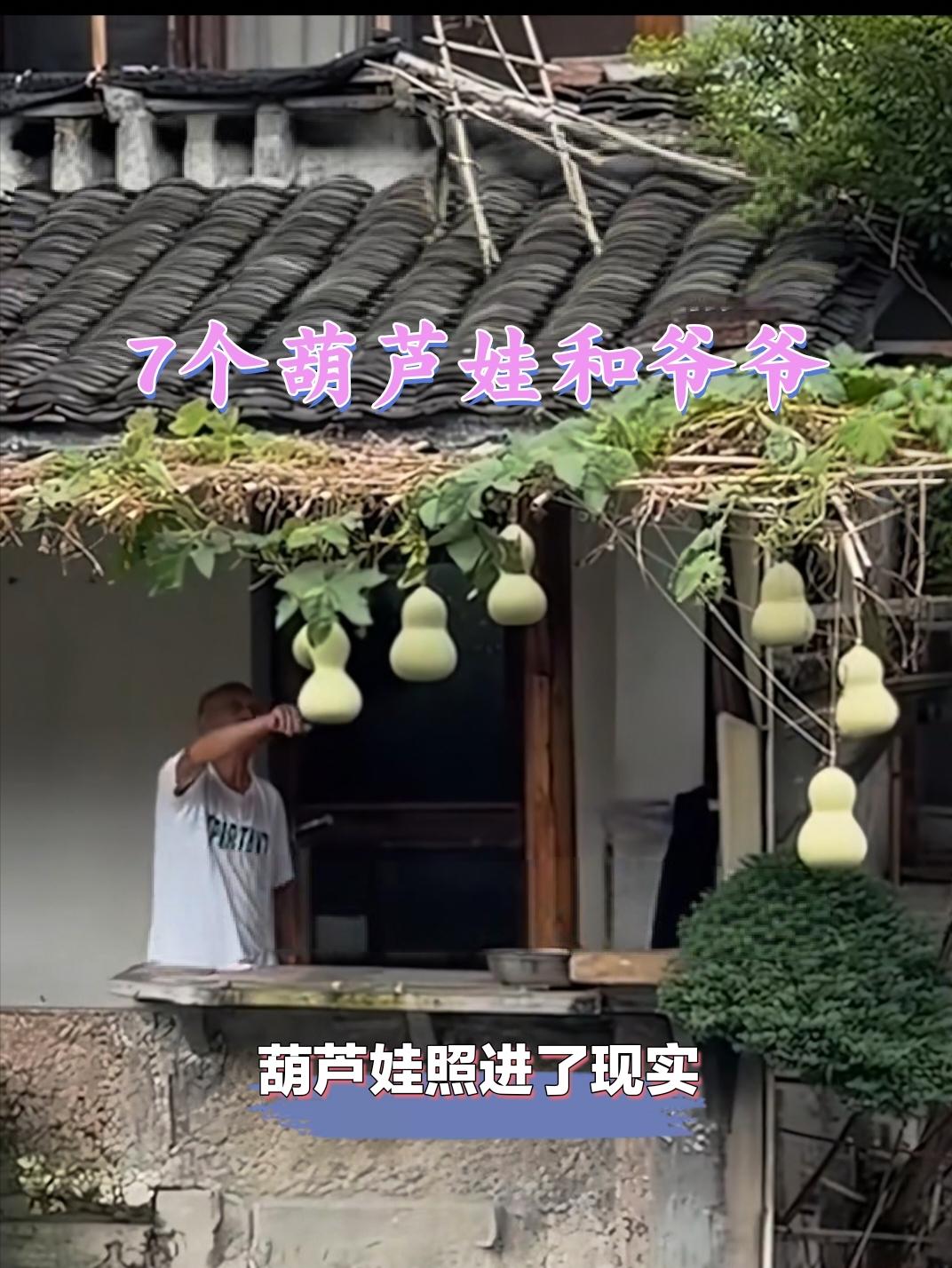 最近浙江的一位爷爷门口种植的葫芦火遍全网，一共是7个，就像葫芦娃照进了现实。
