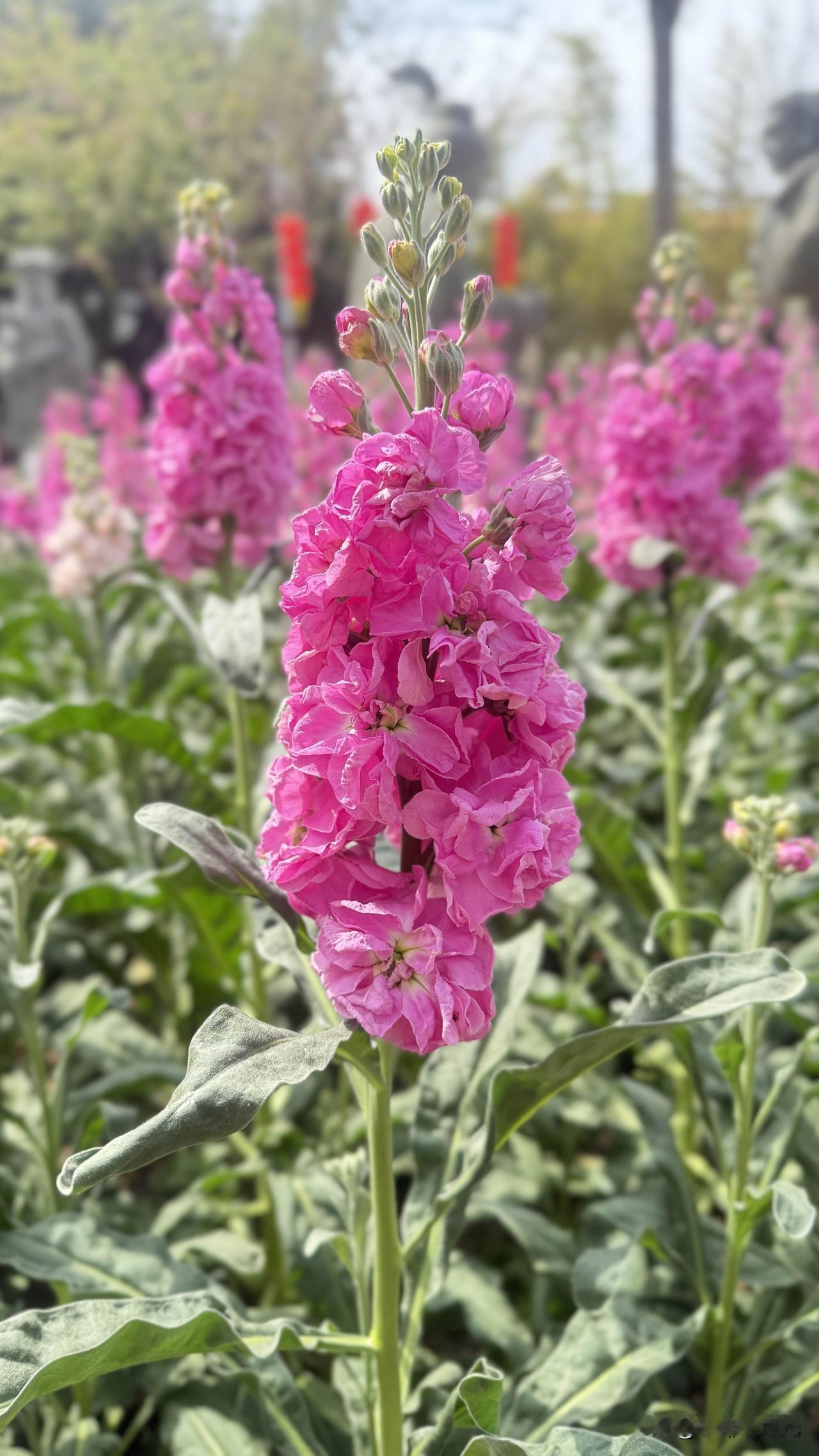 二月的厦门
花的海洋
远离人山人海
走走停吃吃喝喝
惬意