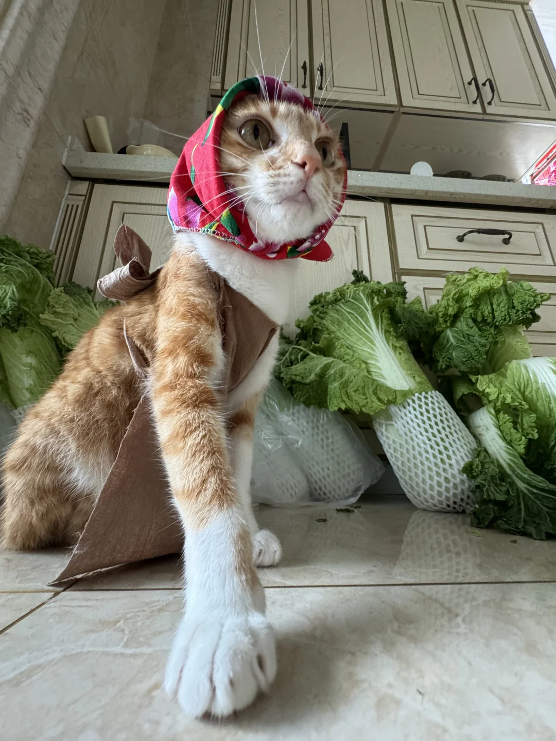 不买别摸