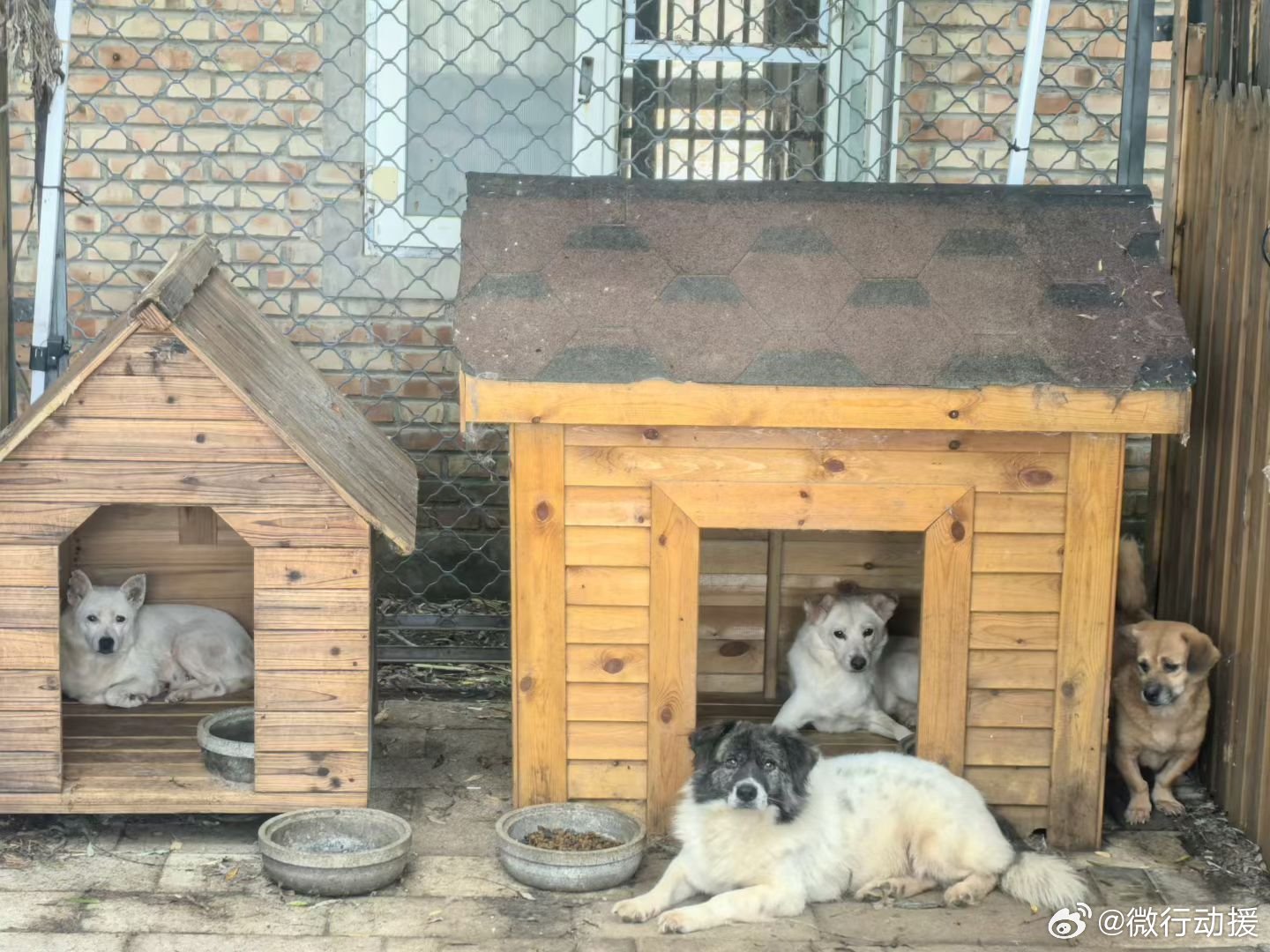 毛孩们的日常 喜欢翻墙的小花一屋[呲牙]，小黑，豆豆，巴豆 ​​​