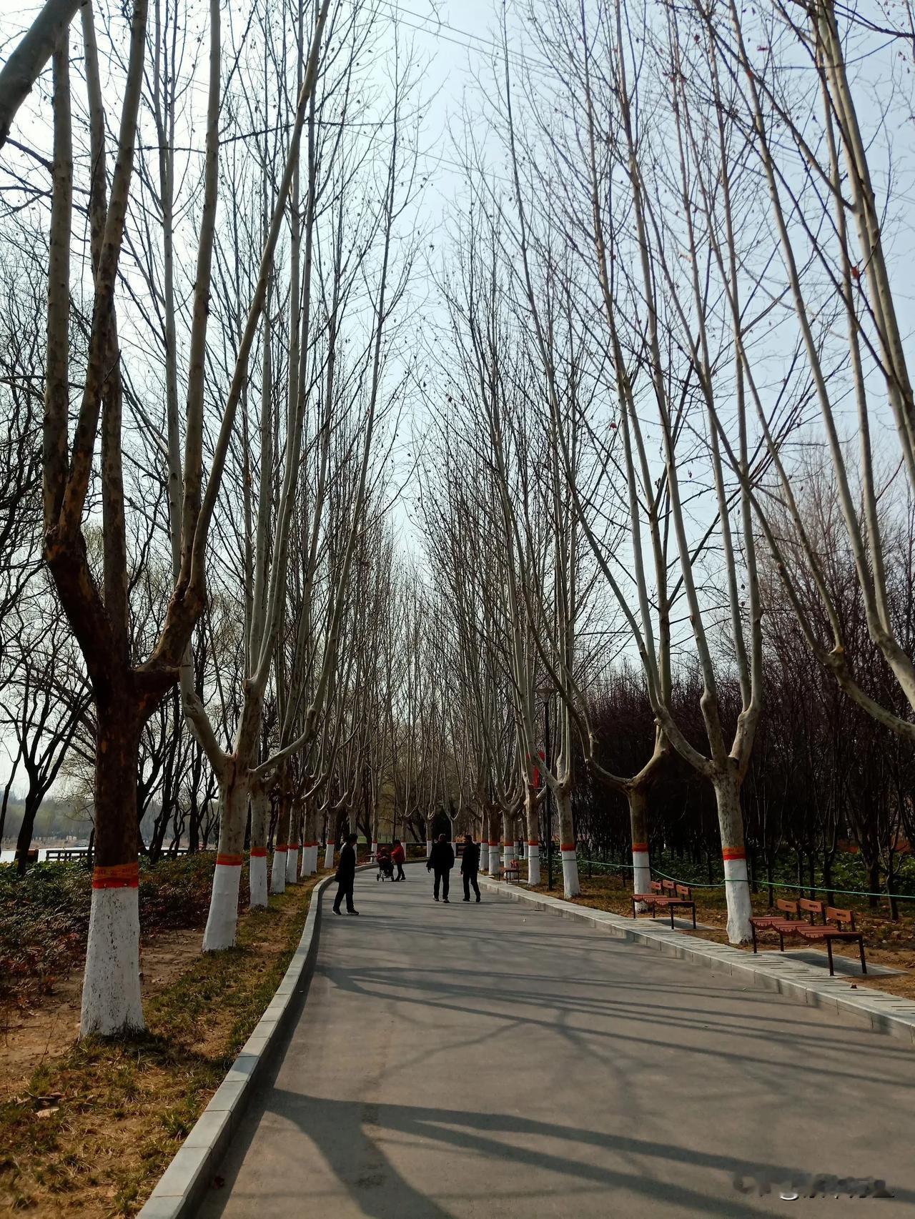 半个月之前的西流湖公园