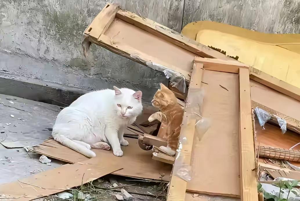 叶童回应亲哥哥李中宁当保安。我要是叶童哥哥，就开直播，讲述小时候和叶童的往事，肯