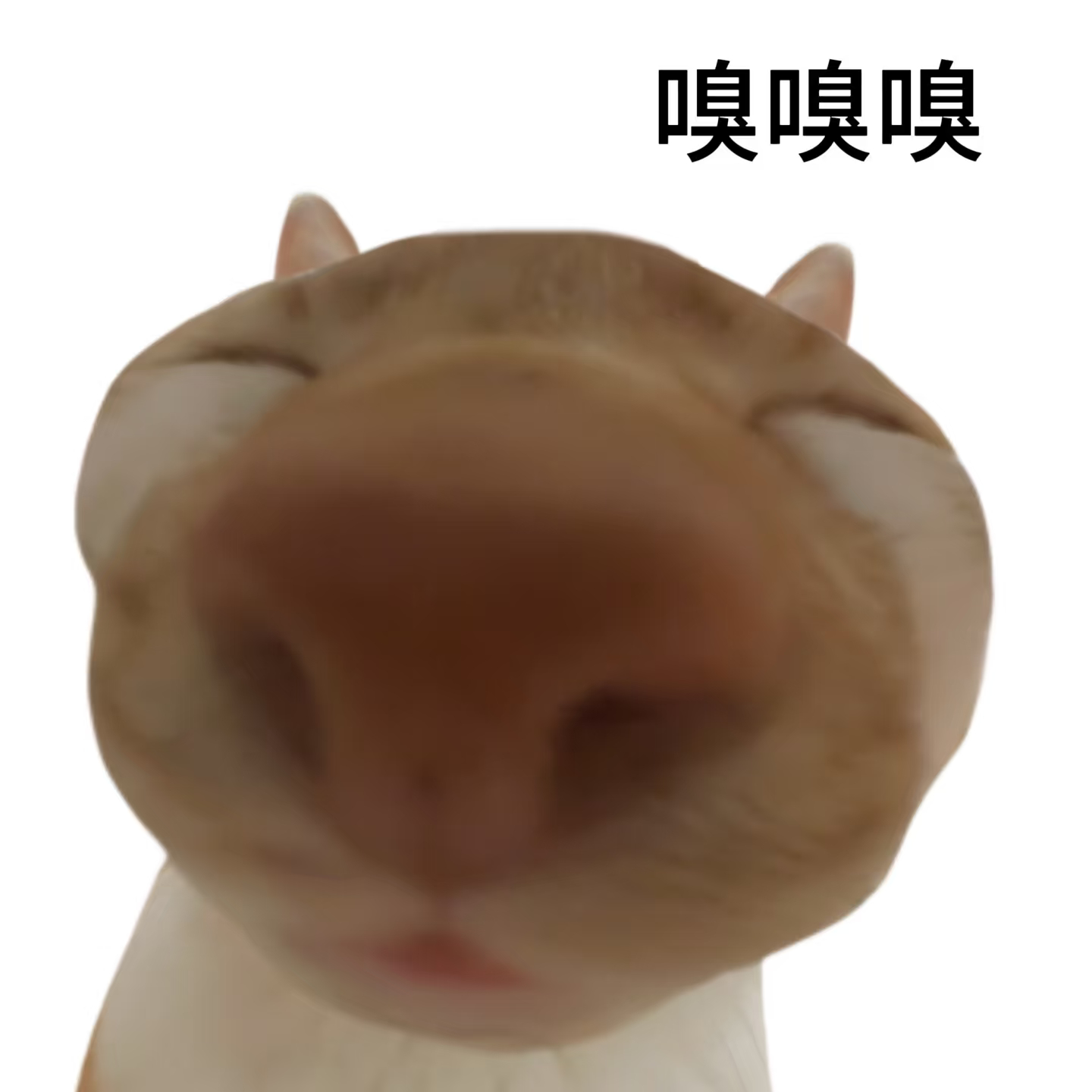 闻闻泥萌 