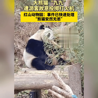 12月17日，南京红山森林动物园大熊猫“九九”在进食时段遭游客故意投掷打火机。据