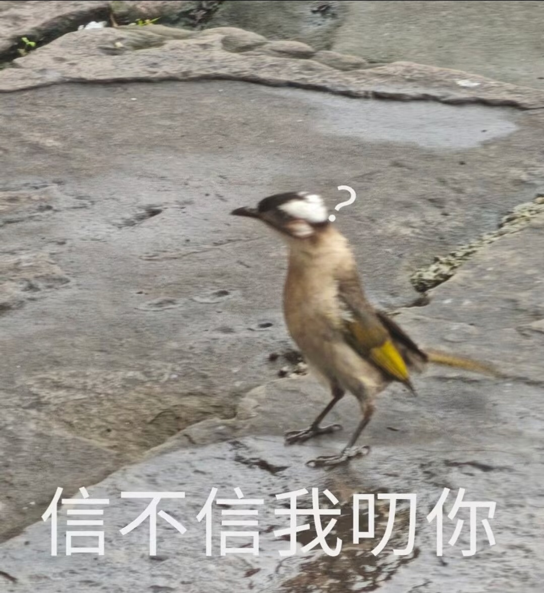 6837什么鸟最喜欢打架？是Battle鹎 