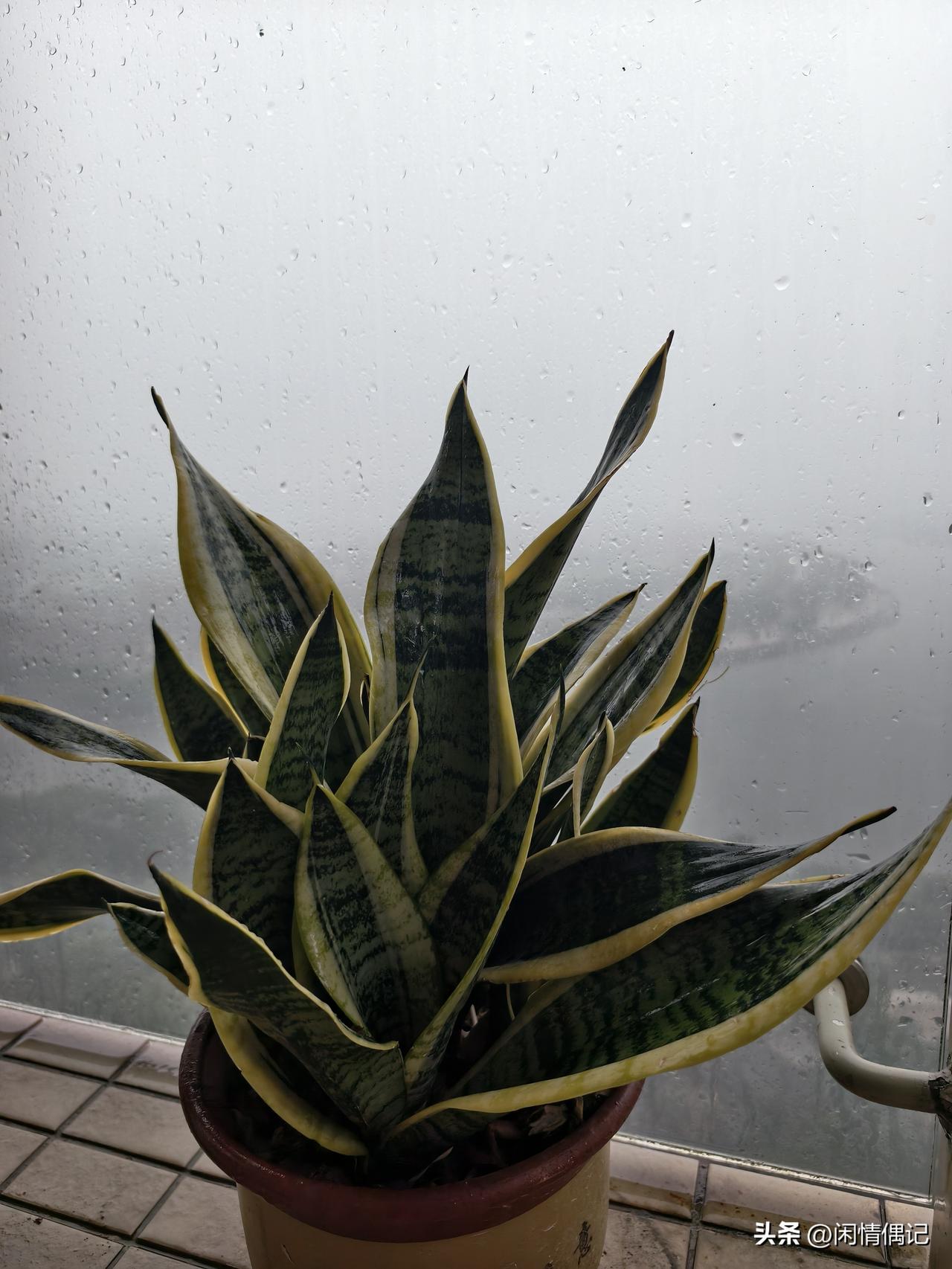 窗外风雨琳琅
屋内灯火可亲
外面的世界
吵吵闹闹
乱的乱的
都关在门外
门关紧了