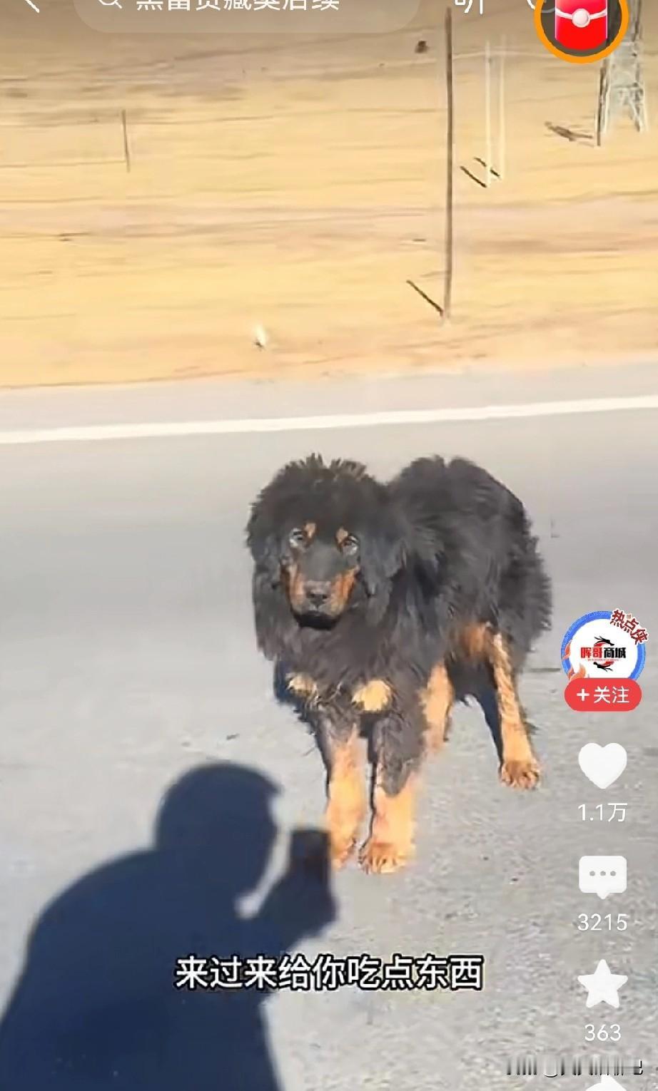 太感人了，
一位车主半路遇到拦车的一条流浪黑狗，
并没有嫌弃和害怕，
而是拿出火