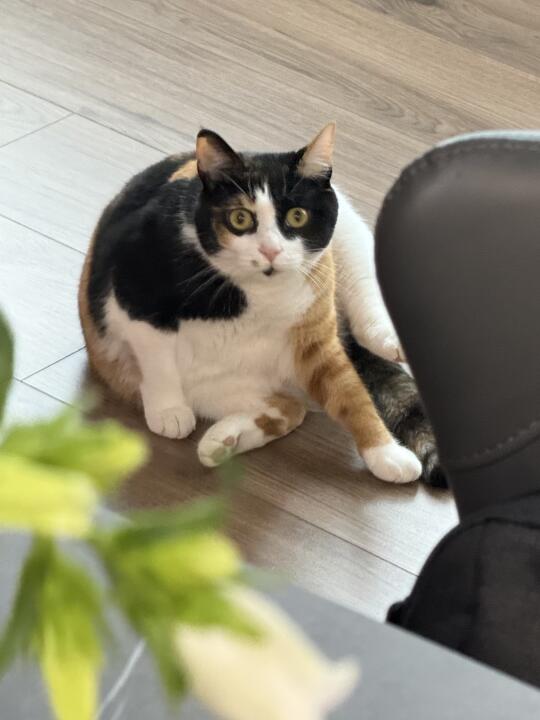 一张图证明猫猫养的很好🤭✨