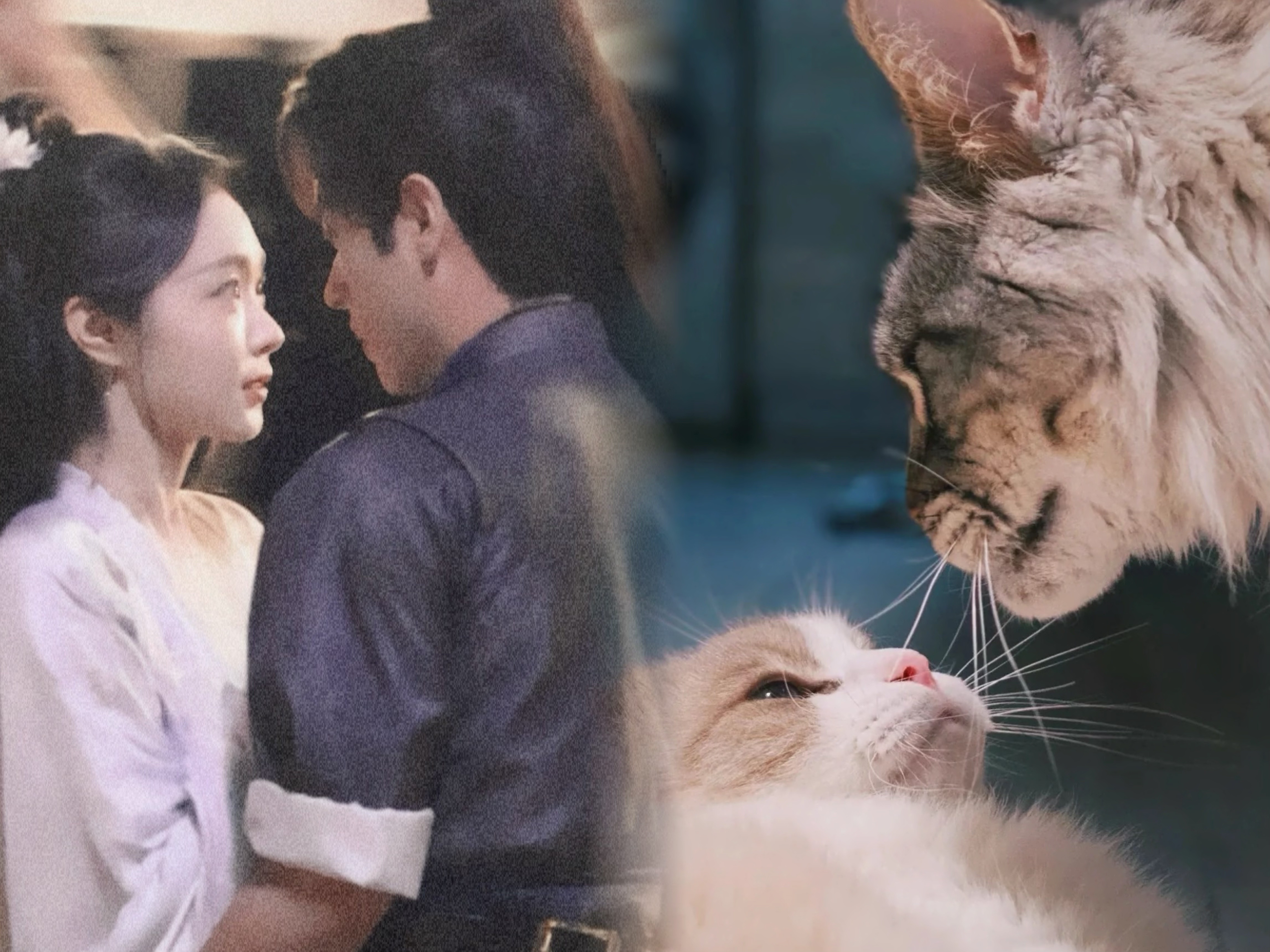 猫塑宋轶丞磊的人简直是个天才 宋轶低头听人说话时，脖子轻轻缩一下像受惊的小猫；丞