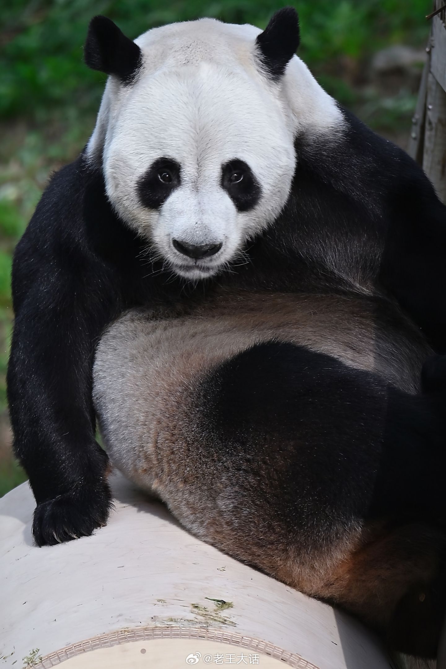 灵岩，这就是男熊的魅力。 ​​​