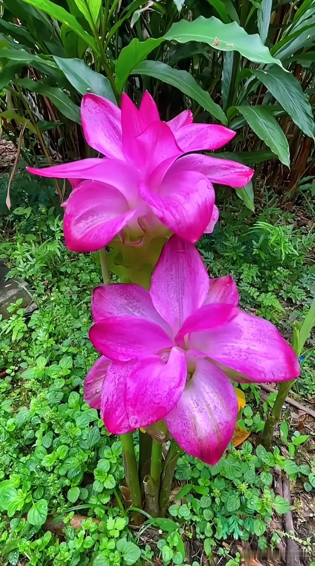 对联挑战：诚邀请秀出你的下联？
上联：花中娇子，粉红欲滴；
下联：邀请[作揖][