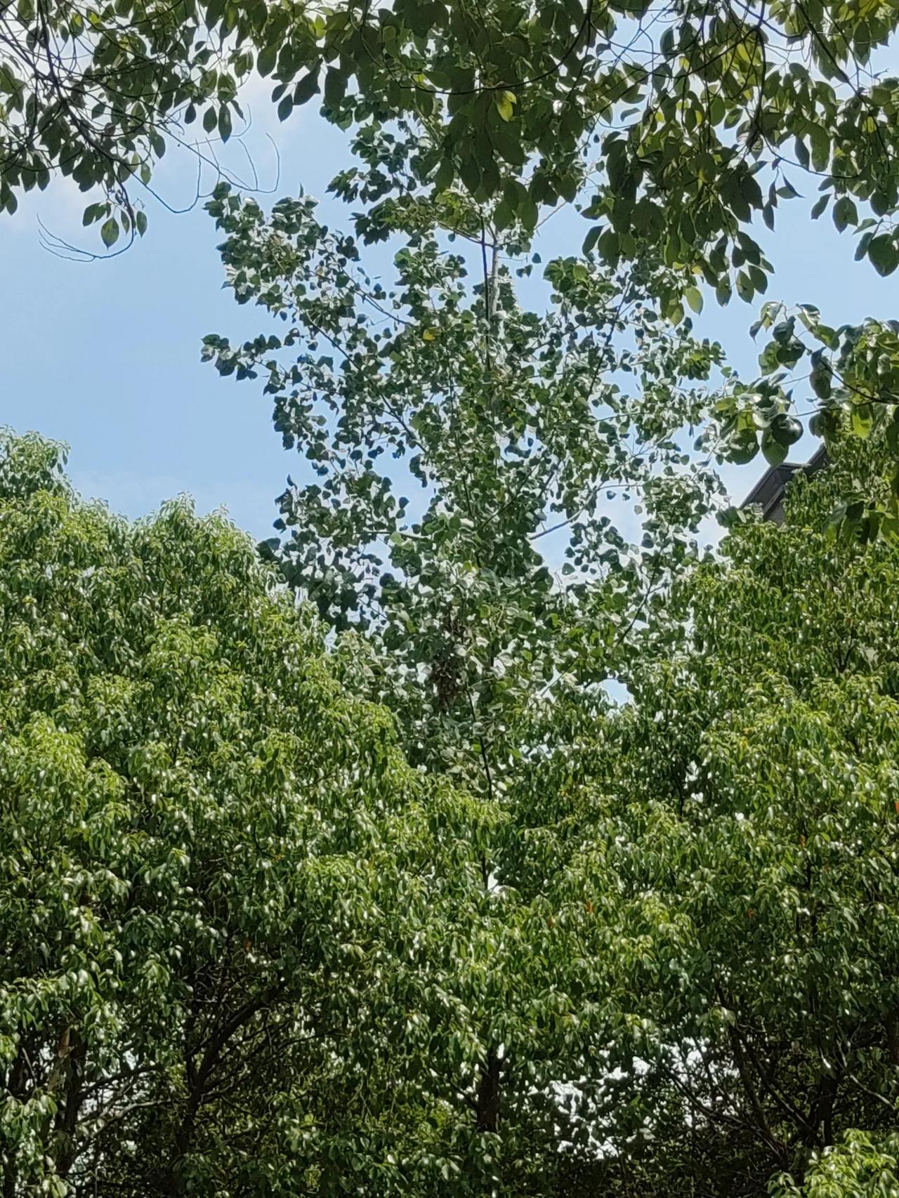 秋天的声音（散文诗）

处暑了，季节正式步入了秋季。
秋天的步伐铿锵，秋天的声音