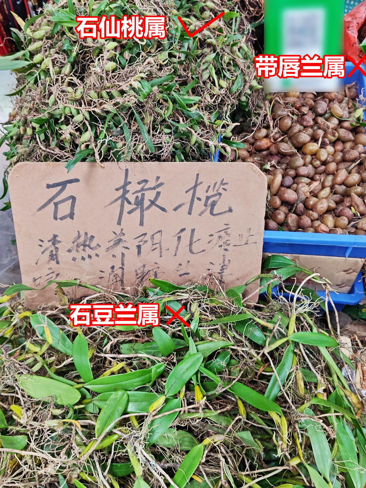 哪个才是真的石橄榄/石仙桃？

中药石仙桃（石橄榄）指兰科石仙桃属植物，即图中左