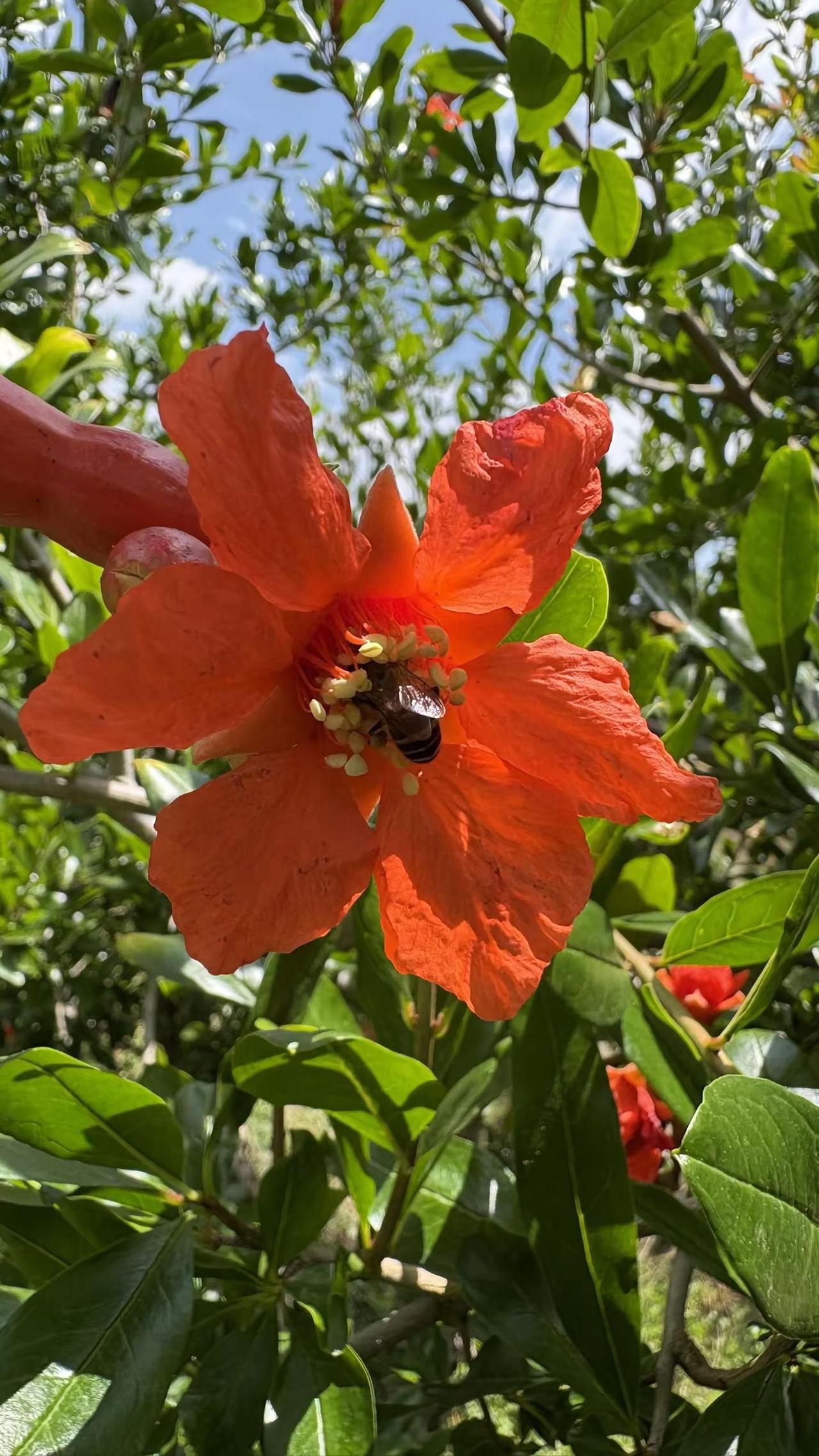 这石榴花可不能乱采，一不小心就遇到小蜜蜂给你一下