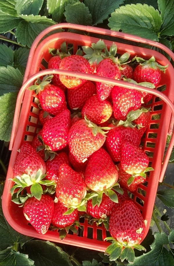 【#抗炎水果清单#】#身体有慢性炎症时多吃这些水果# 《美国饮食协会期刊》上的研