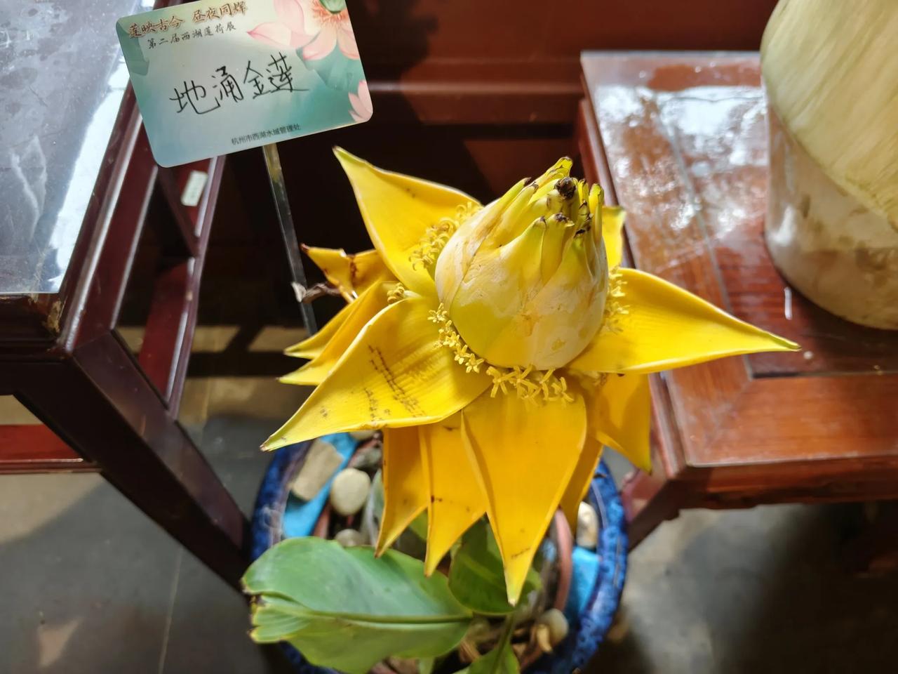 每年的6月24日都是杭州西湖日。因为6月24日杭州西湖景区申遗成功，被列入《世界