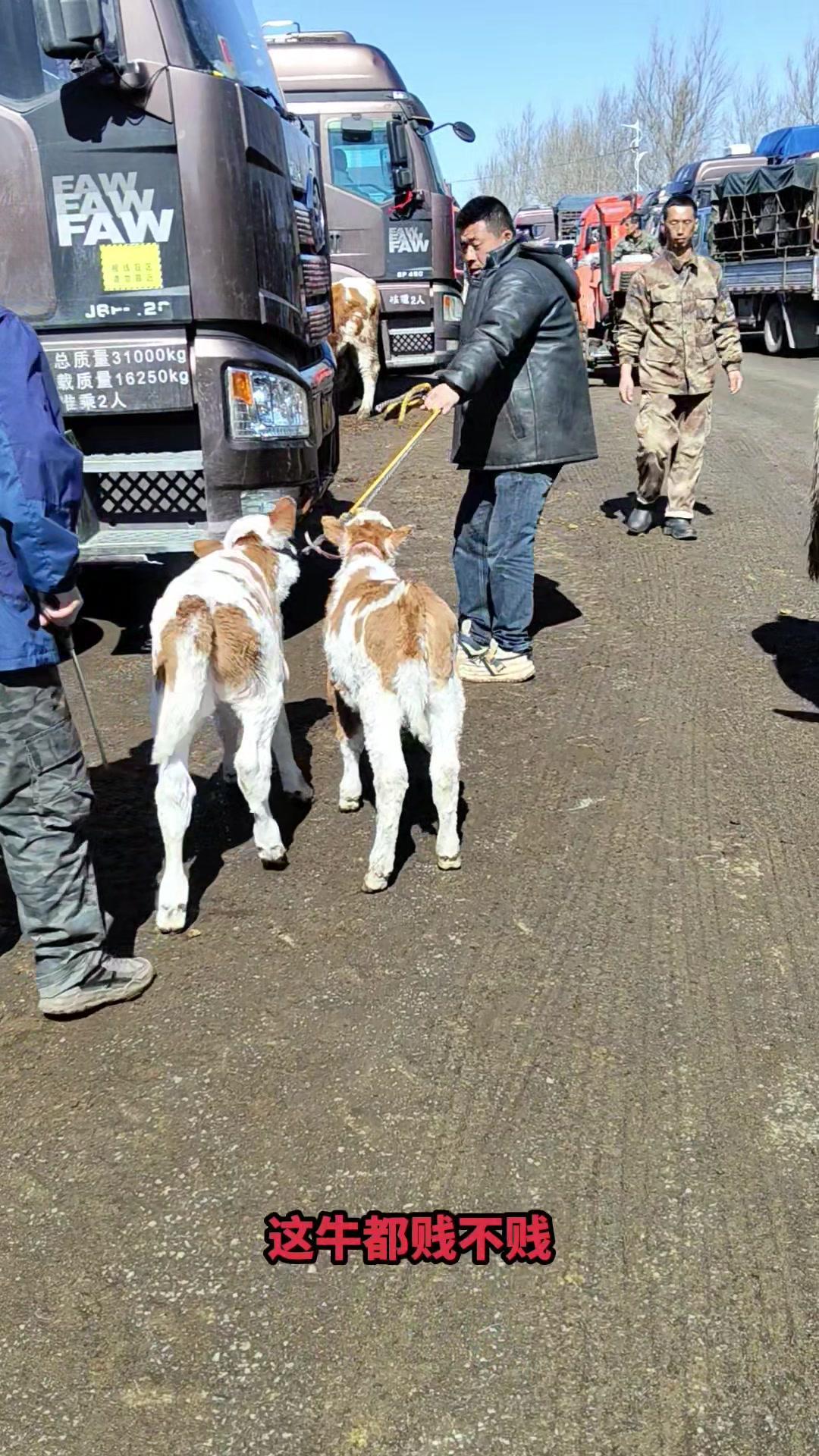 **标题：农村双胞胎牛犊价格有多低？**

市场议价声里，双胞胎小母牛被以千元单