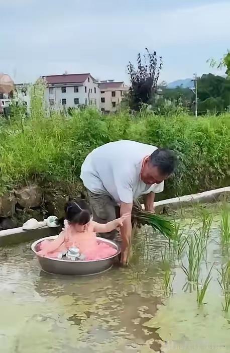 近日，广东江门一女孩和爷爷在田地里插秧，让人看后泪目。父母都出去打工了，留下年幼