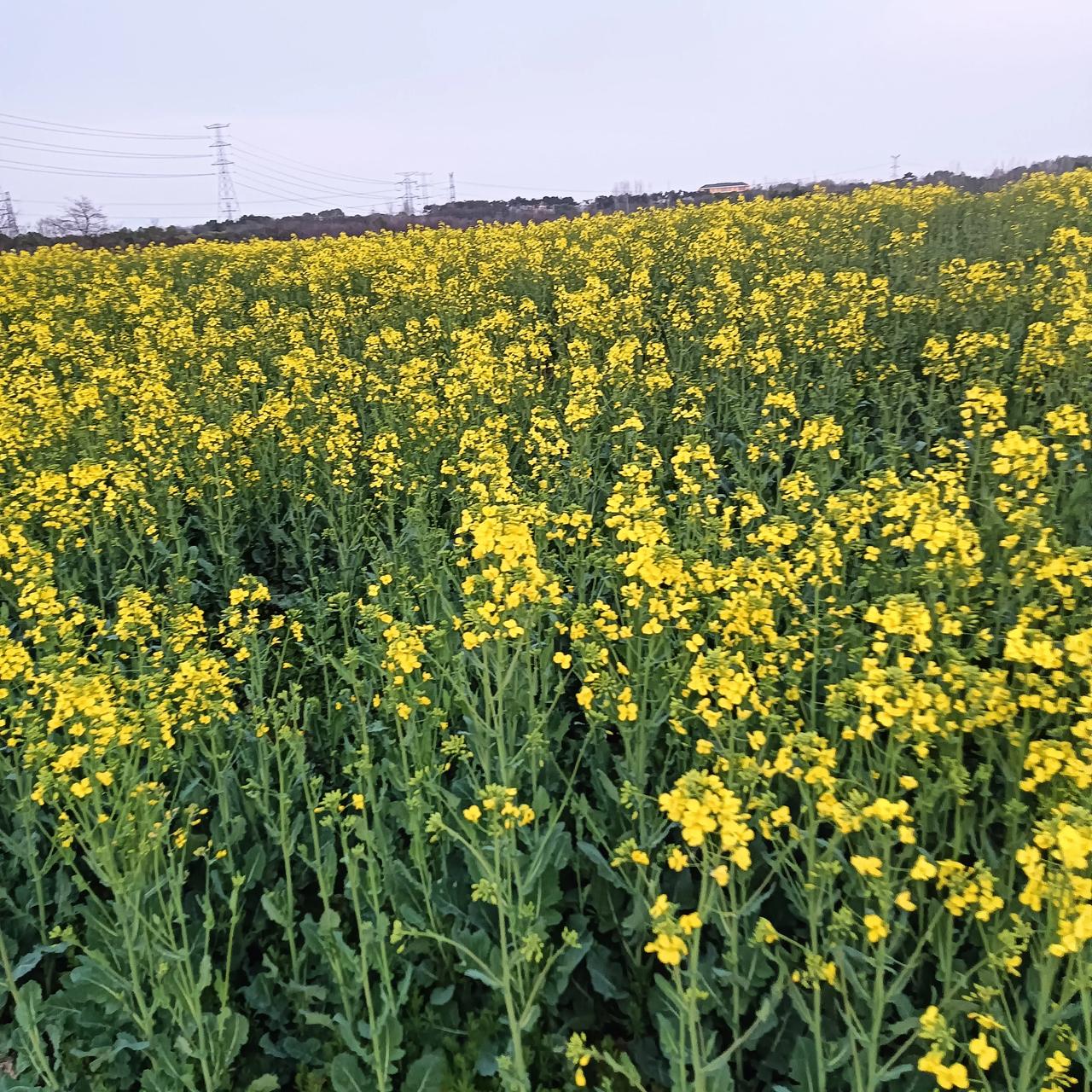 分享一张你拍的油菜花吧