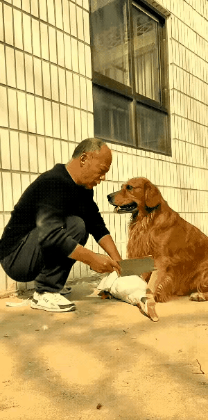不要这样，它也是看家的好卫士，鹅确实看家，来陌生人就会大叫。