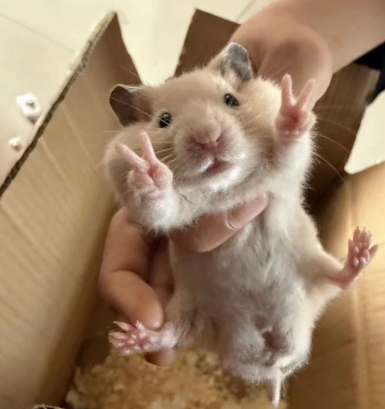 比耶鼠 
