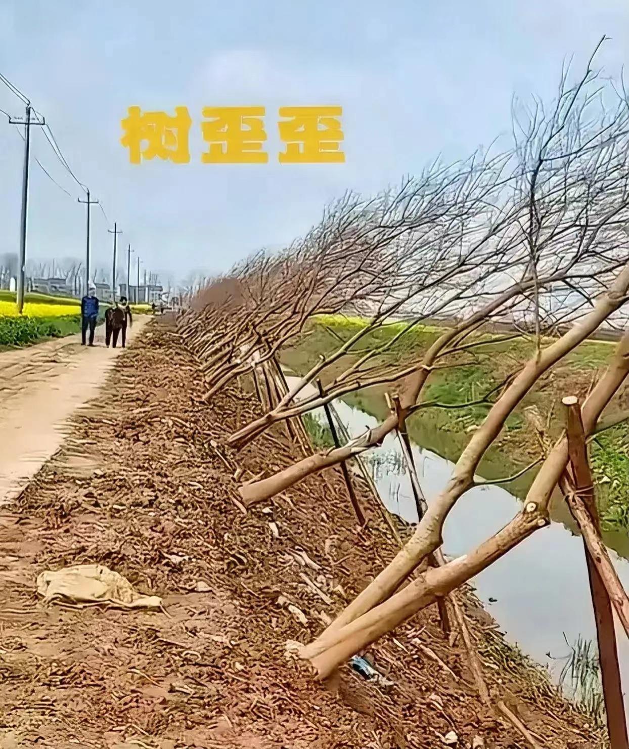 歪树新智慧：专家出奇招破解乡村交通与环保双重难题，网友惊呼：颠覆想象！
 
 

