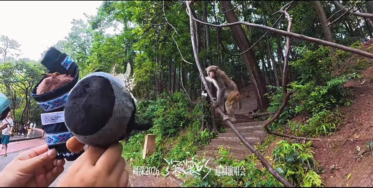 猴哥看到你们竟然没把抓走