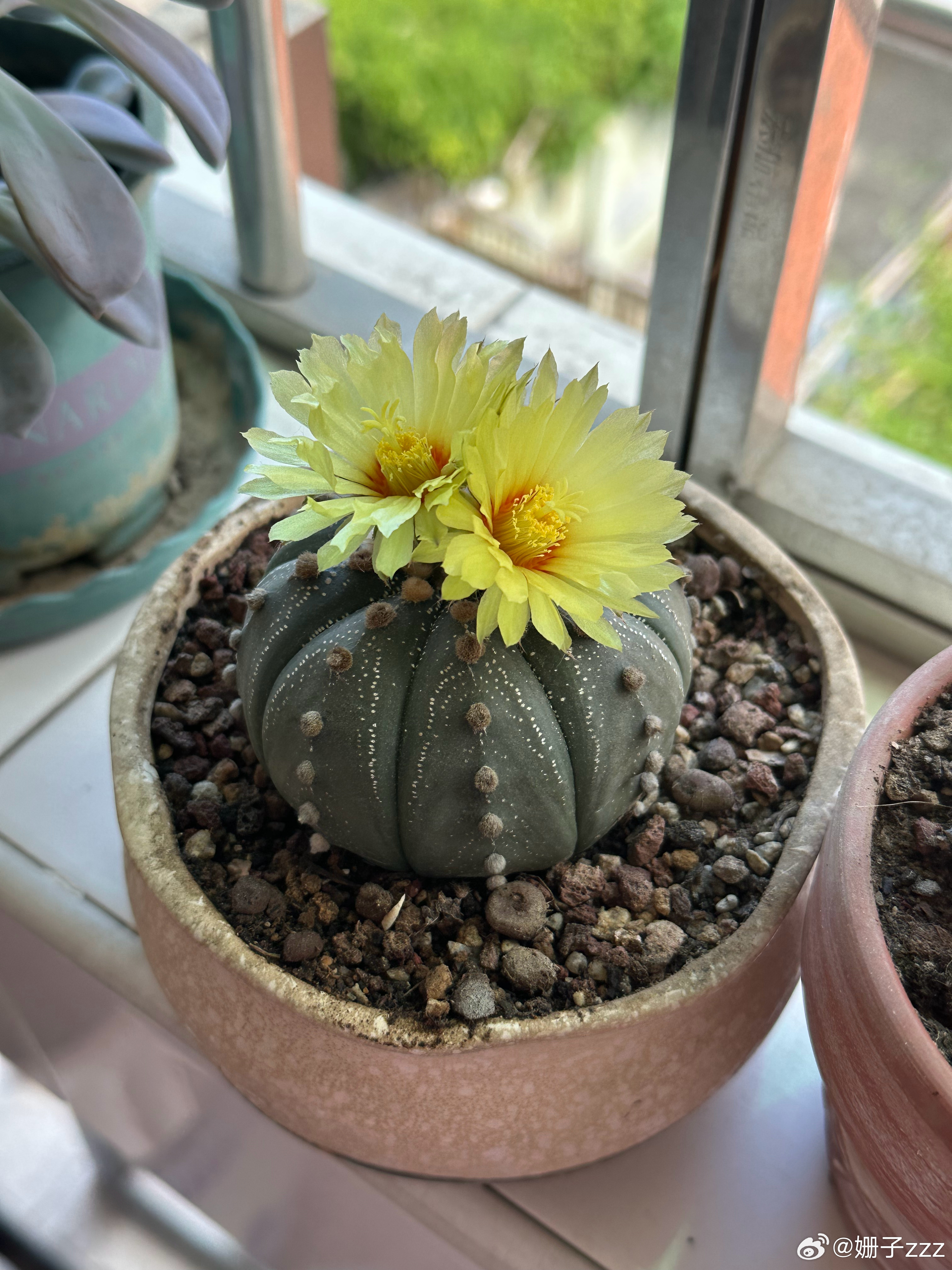 星兜一下子开了两朵花～ 