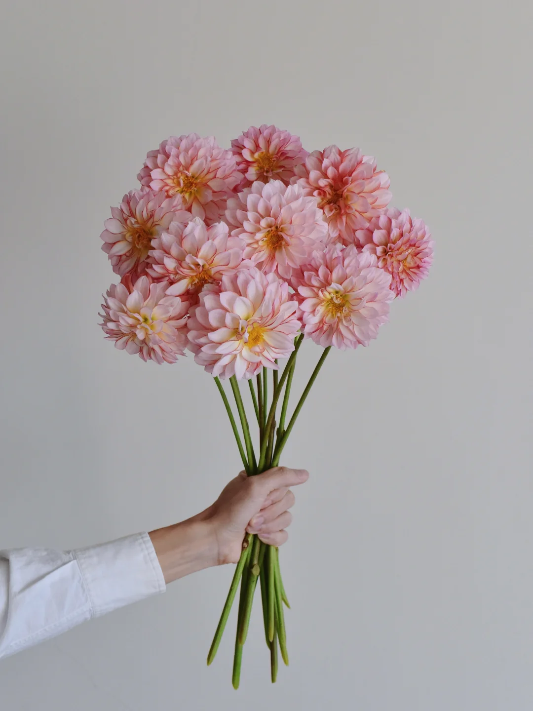 大丽花·安吉丽娜