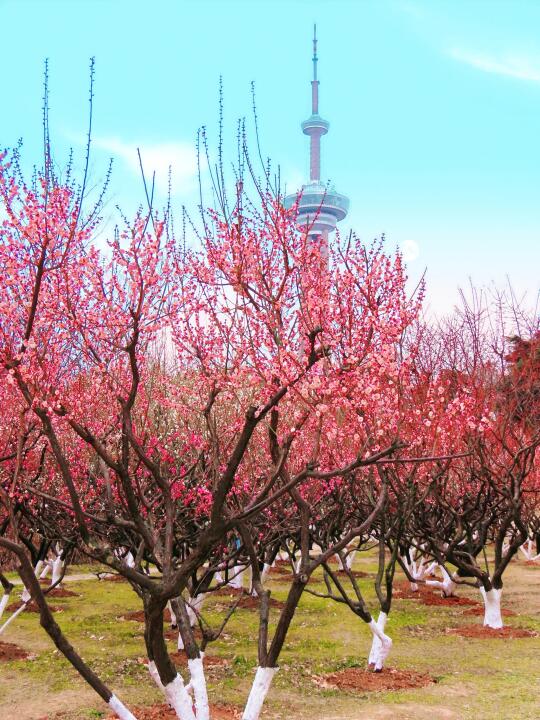 南京免费赏梅‼️本周末即将进入最佳观赏期
