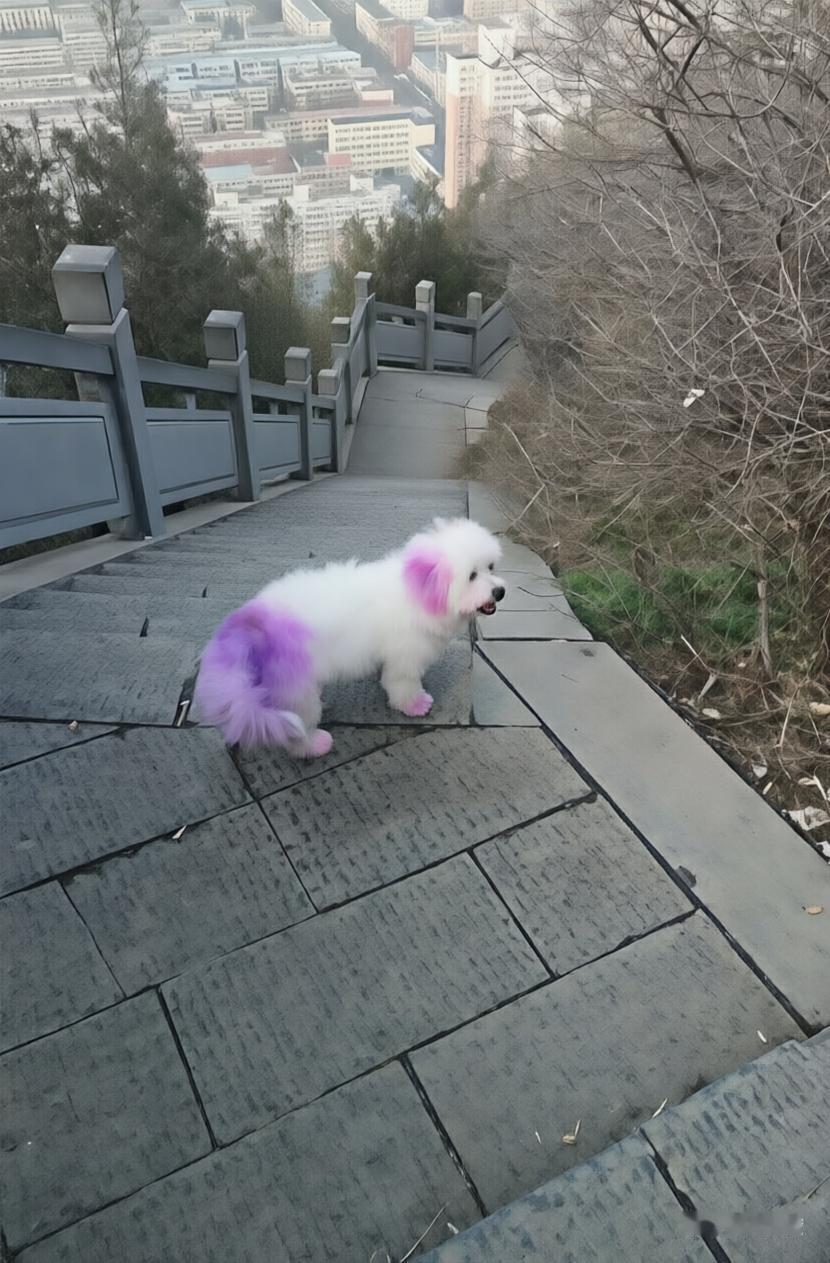 分享一张你家狗子照片狗子爬山累坏了吧