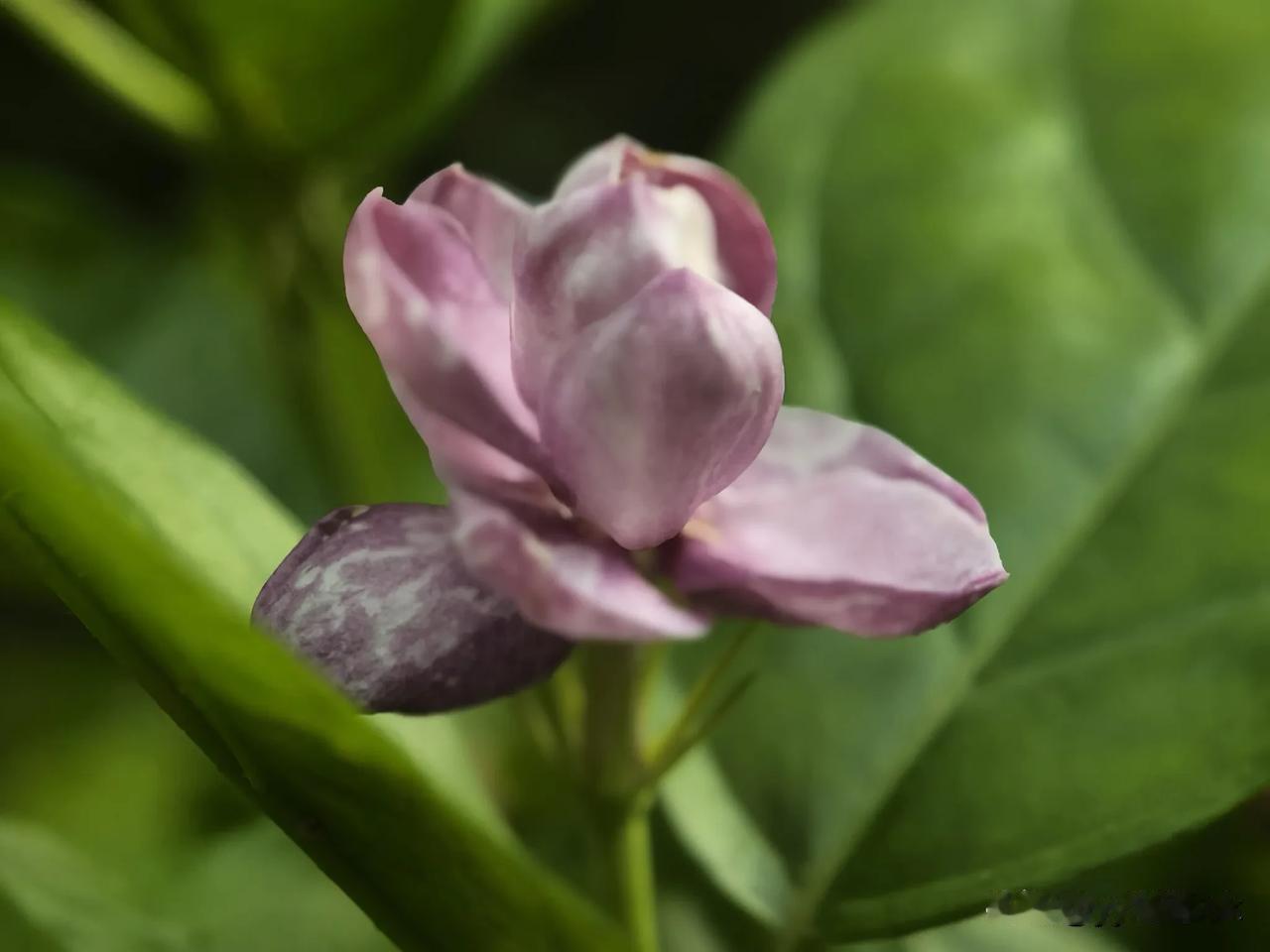 重瓣宝珠苿莉——苿莉界的颜值天花板

花瓣层层饱满，像小荷花
花香清甜浓郁
沁人