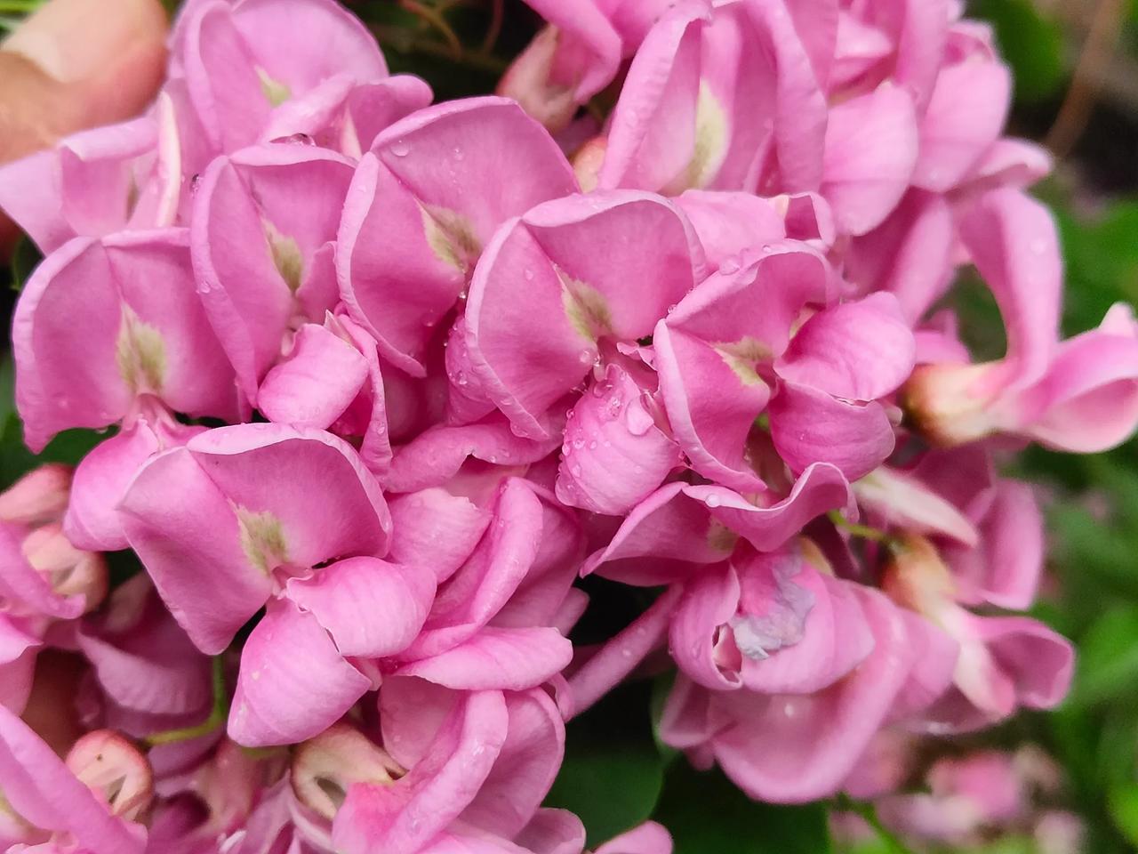 不要只知道吃野菜，有一种红花刺槐的花把，不仅好看，也非常好吃，焯水后，可以煎鸡蛋