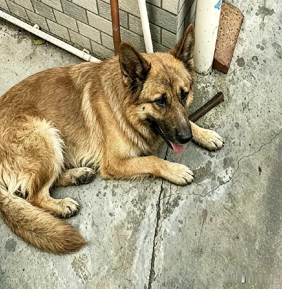 发一张你家土狗看看谁家更可爱