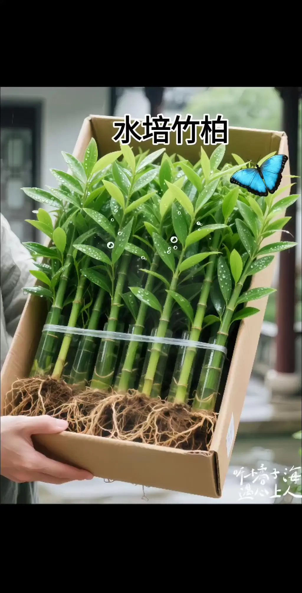 水培竹柏是兼具观赏与净化能力的绿植。其茎干挺拔如竹，叶片厚实呈长椭圆形...