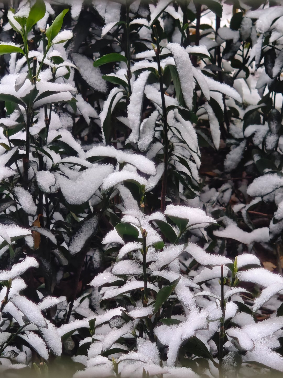 我的日常plog此时此刻的我 老公一下雪就好像冬眠的🐻，睡的格外香甜。一进单位