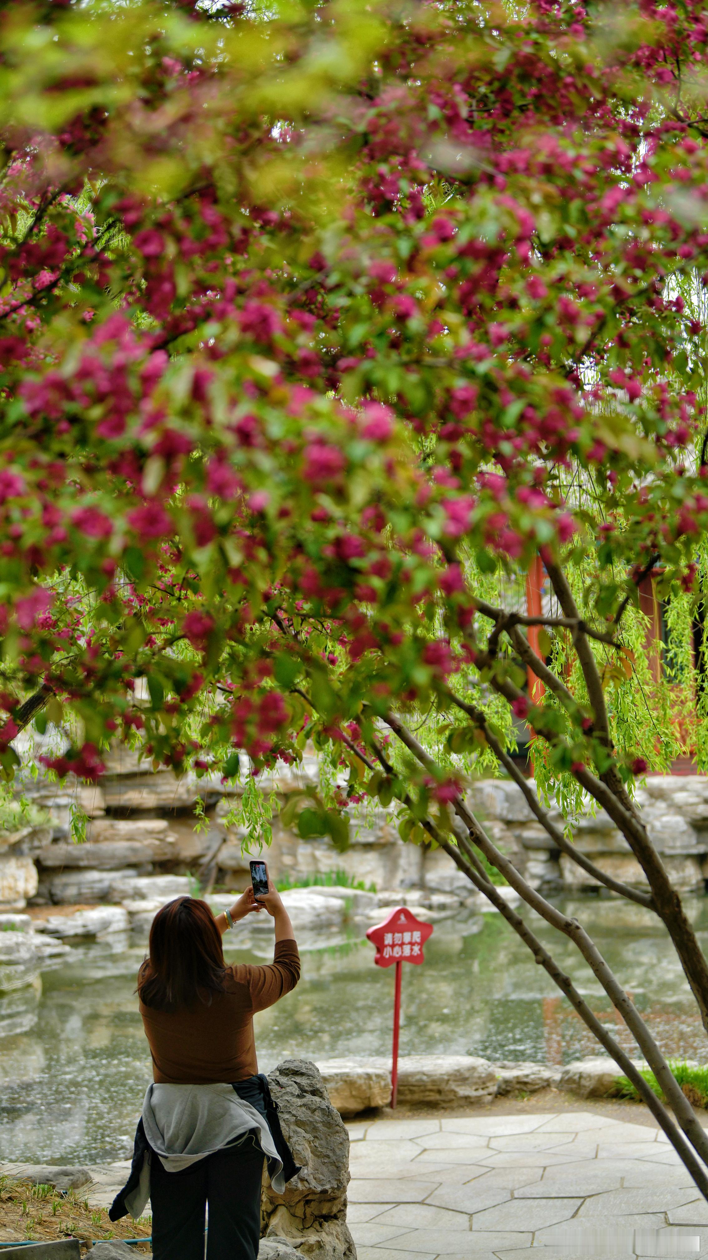 春花有约——北京园博园 摄影 