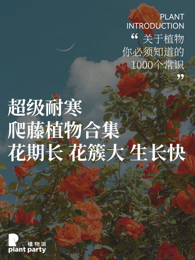 9种超级耐寒爬藤植物‼️满足你的冬日小花园