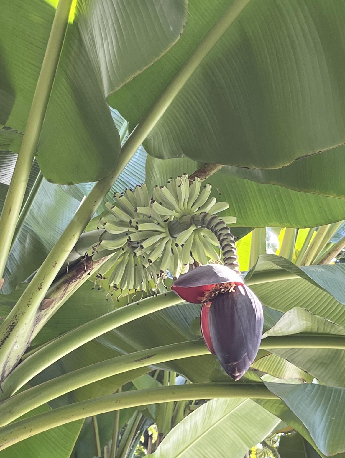 这是芭蕉还是香蕉还是小米蕉？

坐标成都郊区，发现一丛“香蕉”树，紫红色的花苞还